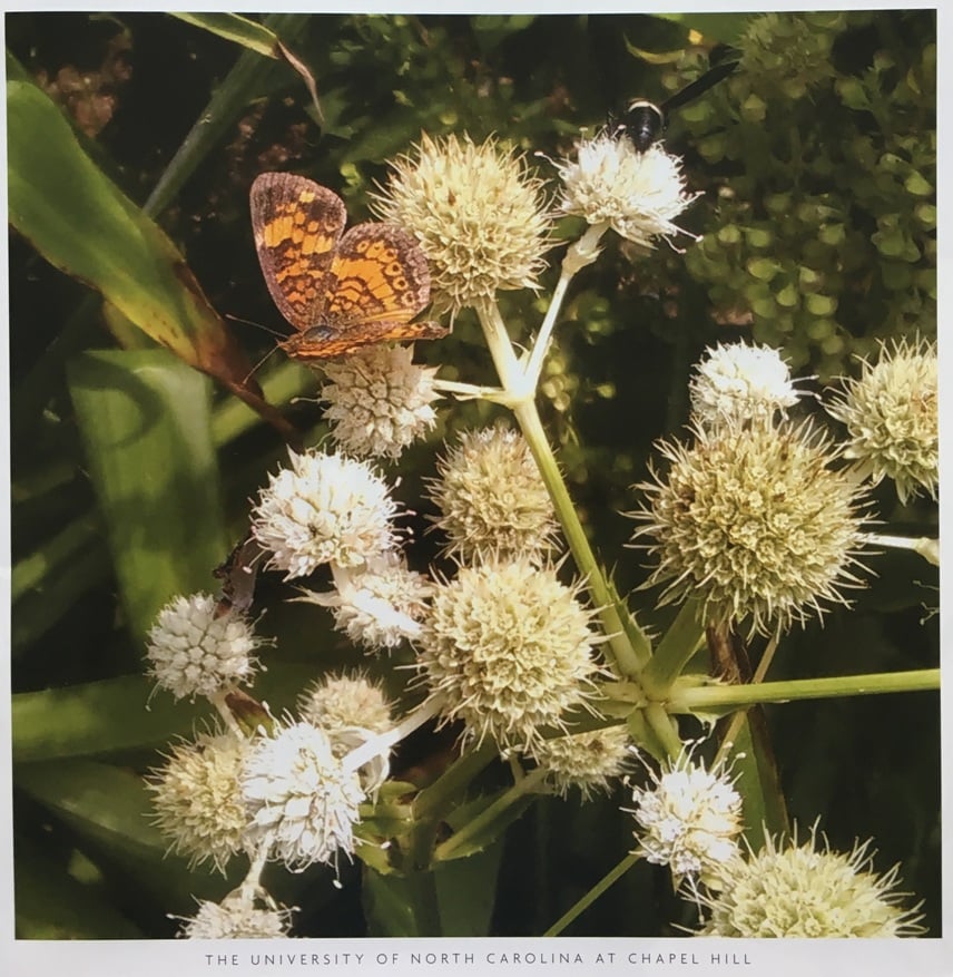 North Carolina Wildflower of the Year + How to Get Free Seeds Kim and