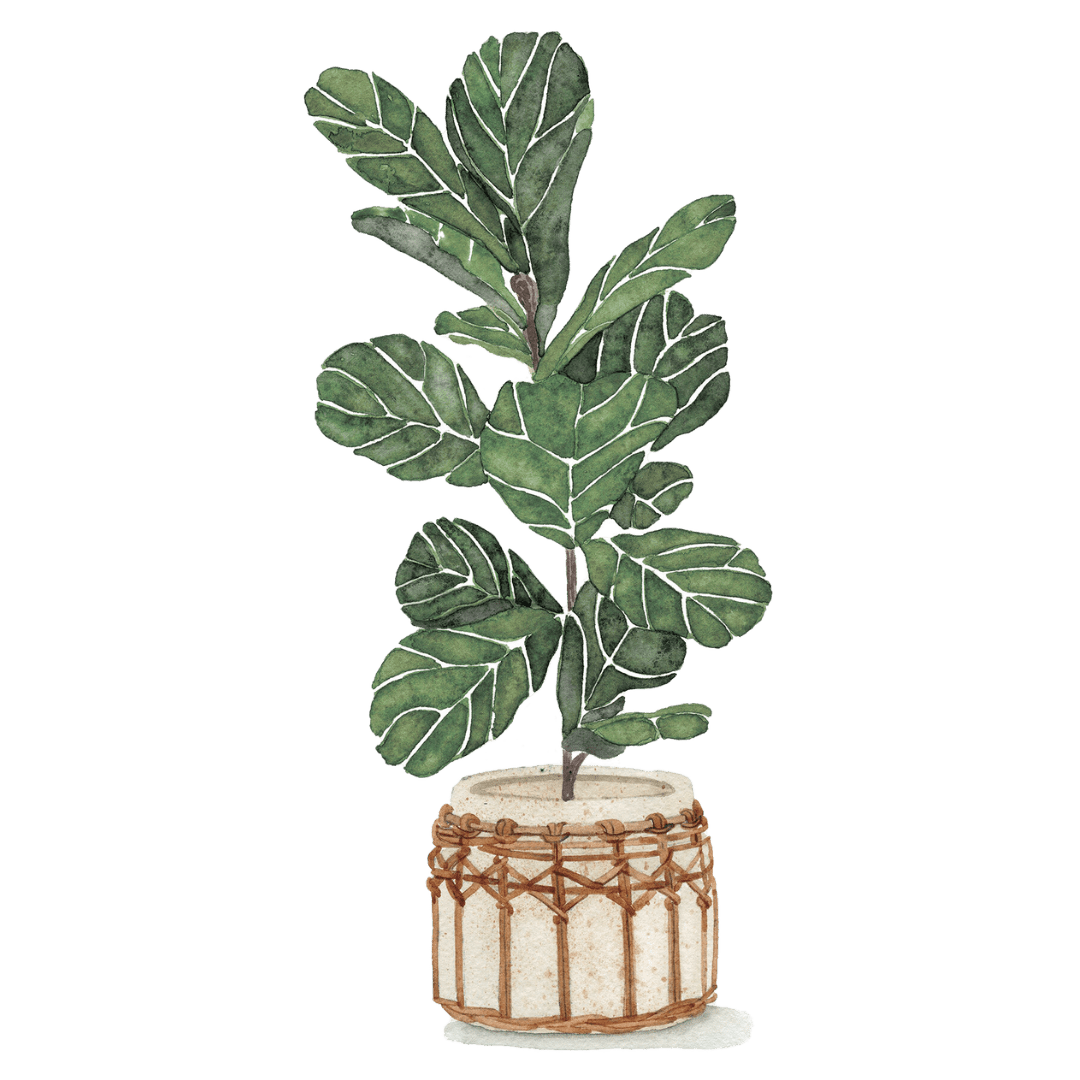 Fiddle Leaf Fig