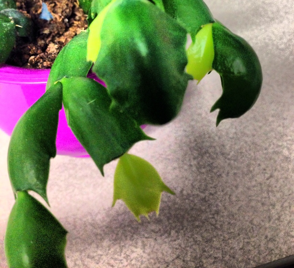 Christmas Cactus Curling Leaves Around/About Playing with words is harder than it looks…