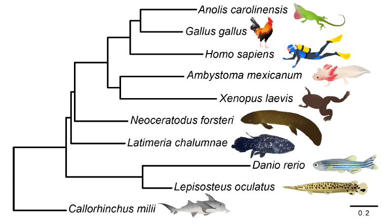 【脊椎動物最大級】魚から両生類への進化を解明？ ハイギョのゲノムがついに解読 Kim Biology & Informatics