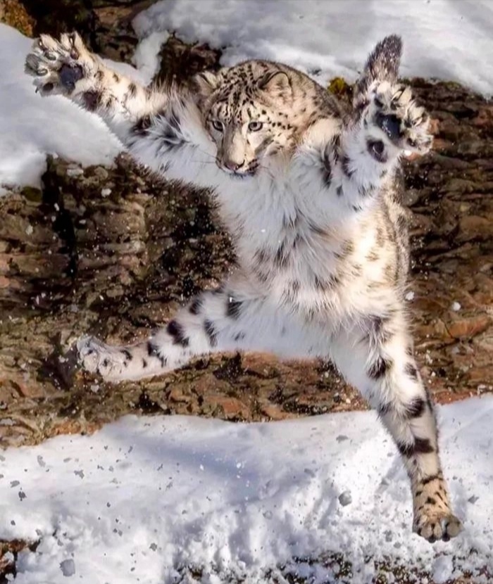 Wild Cats The Snow Leopard
