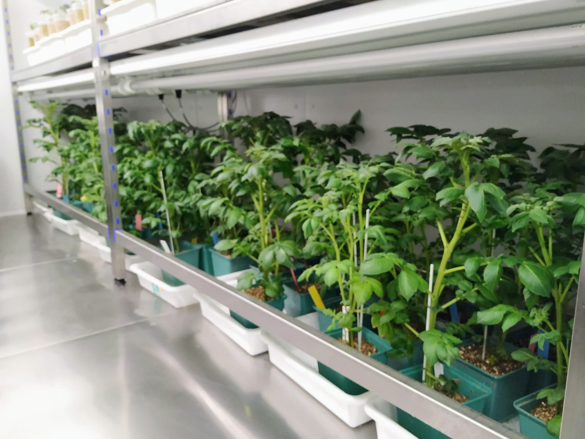 Priming, Plant Immune System and Fighting-Off Pathogens