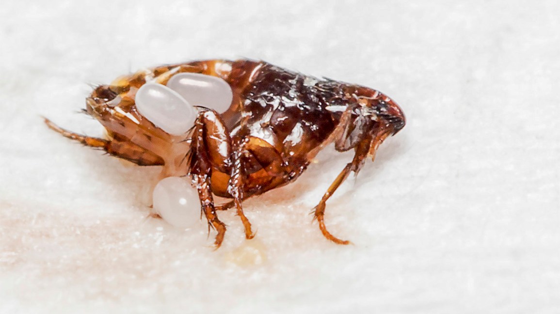 End of Lease Flea Treatment (inside/outside) Carpet Cleaning & Carpet