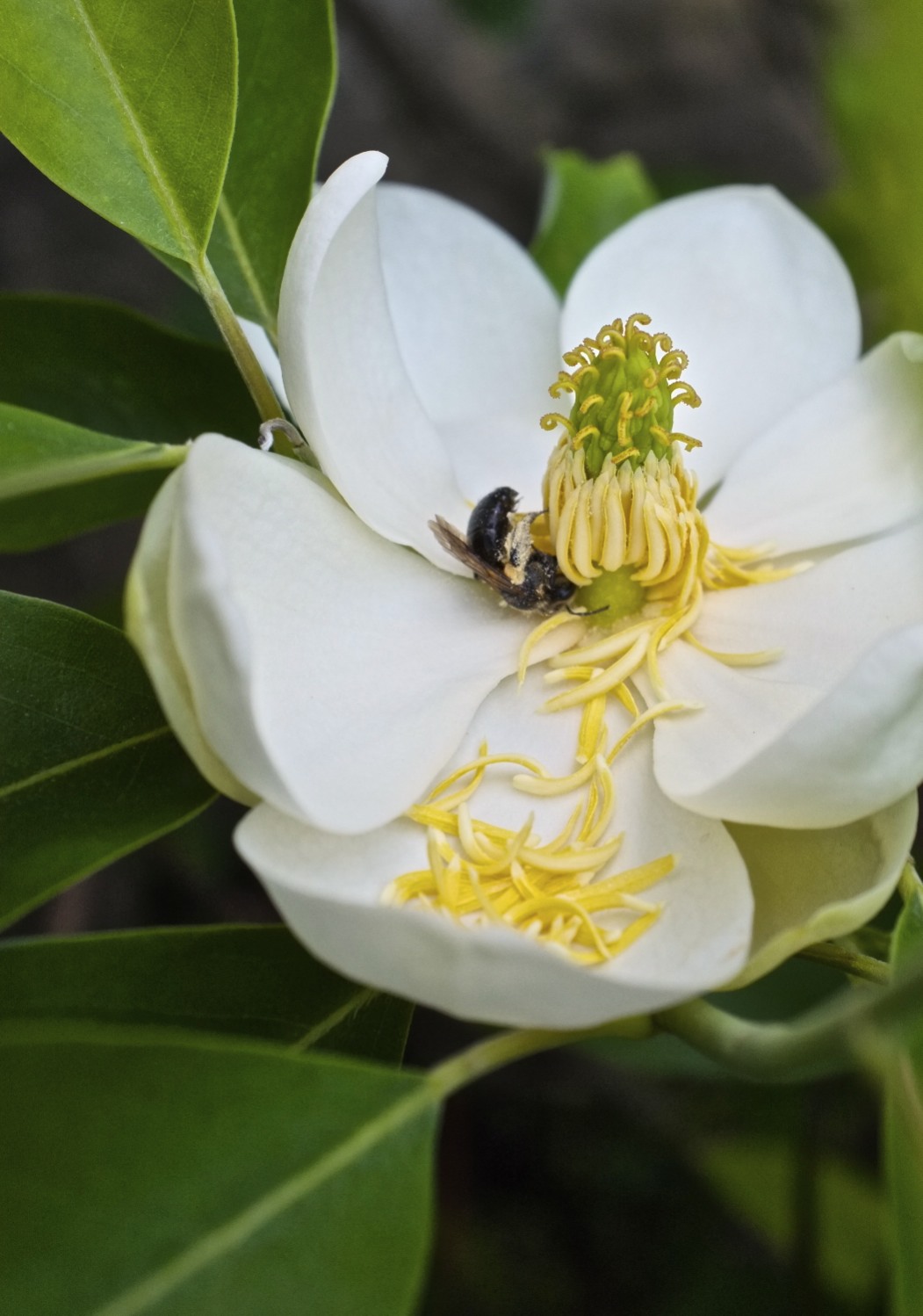 Magnolia virginiana in Gloucester, Massachusetts Kim Smith Films