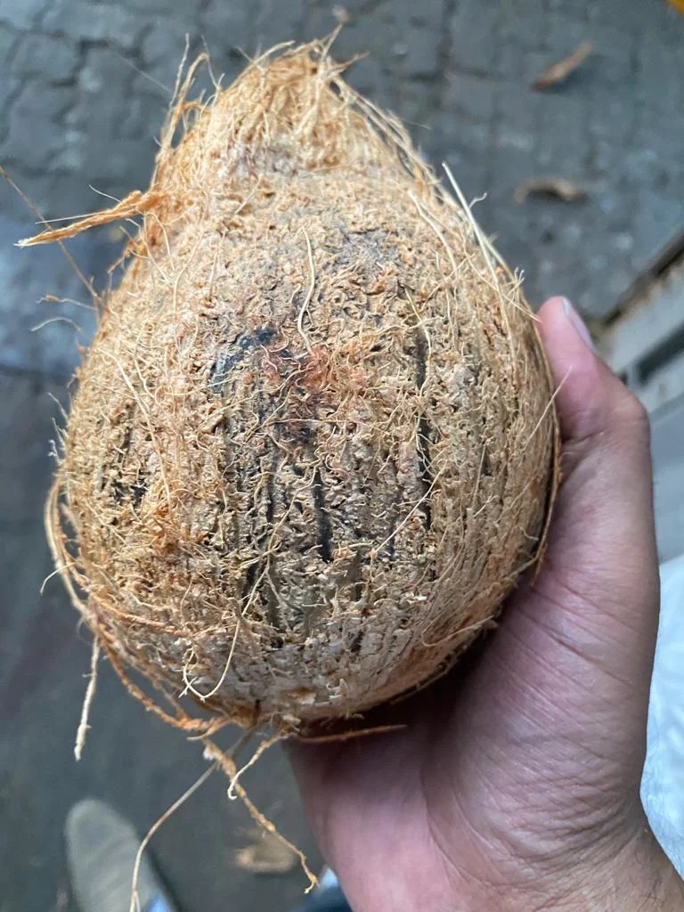 Fresh coconuts Suppliers And Exporters From Mumbai.