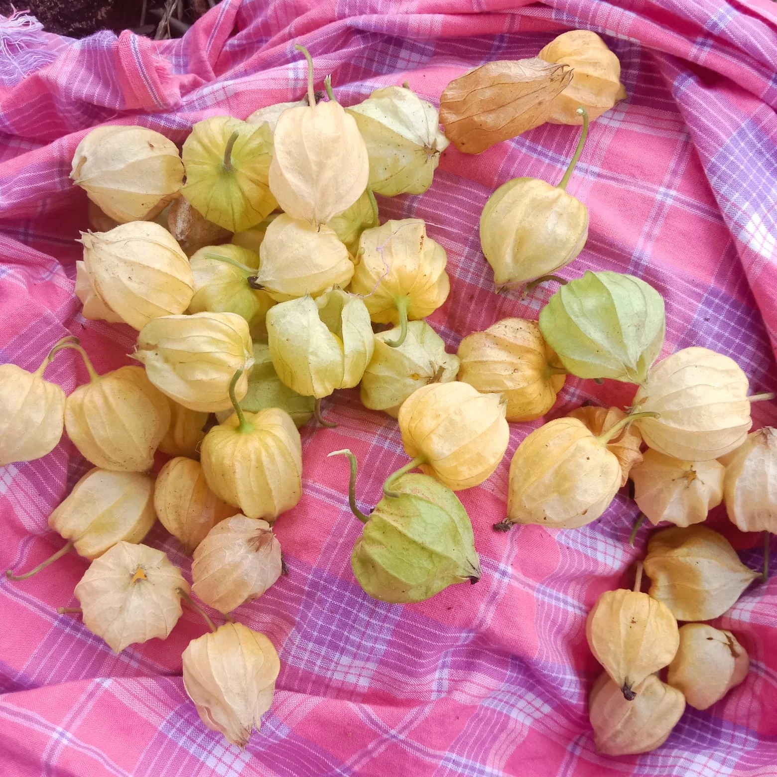 Golden Berries Kinal Global Care Private Limited