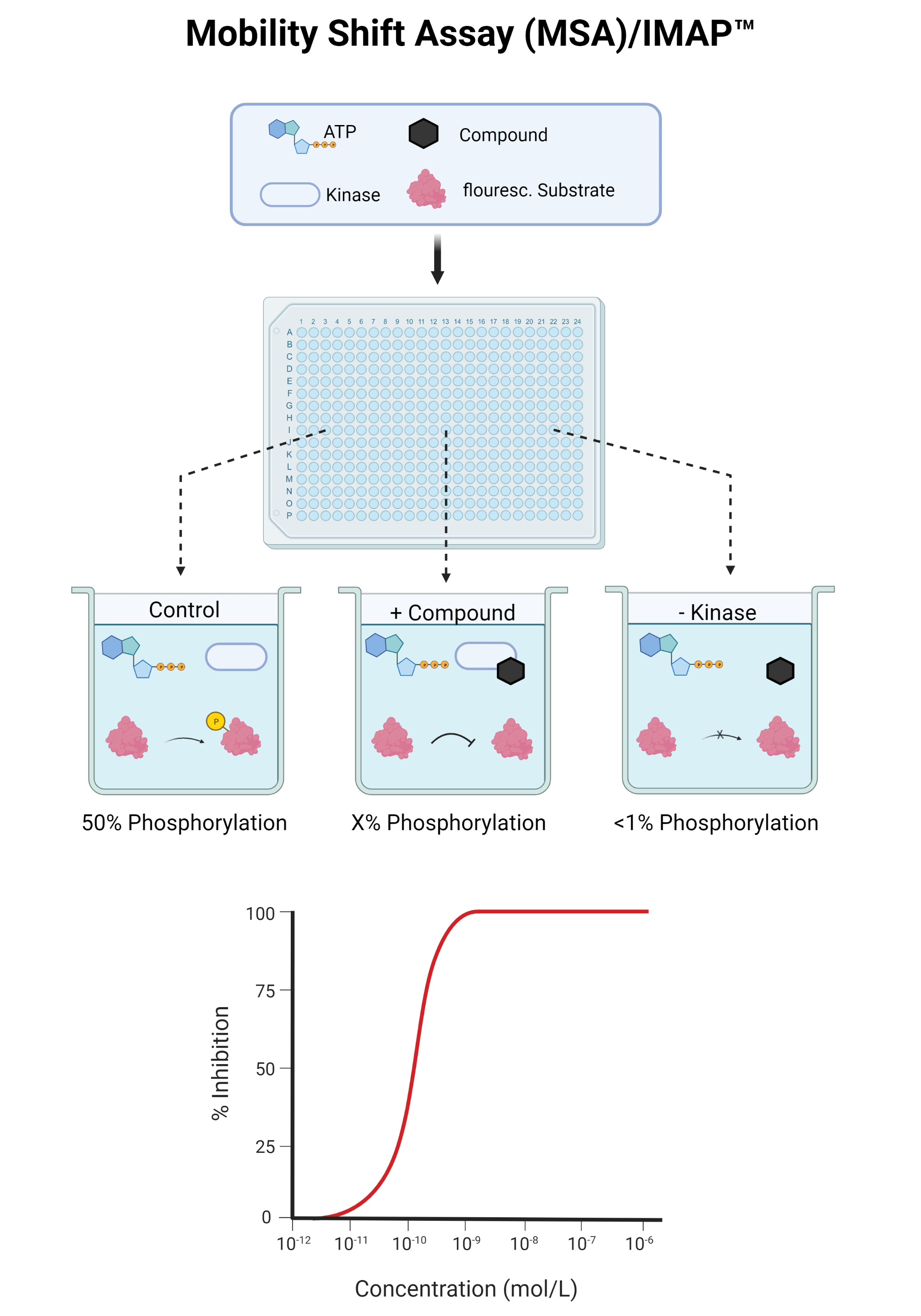 Activitybased Kinase Profiling Service Kinase Logistics kinaselogistics