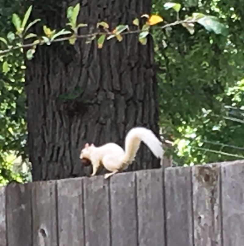 Black Squirrel Dunn Loring 2023 Events Squirrel Scurry – Kinda Different