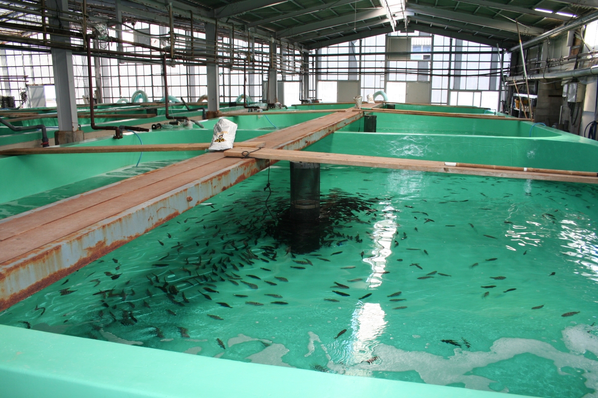 「近大マグロの、父と母。」第6回 究極の養殖魚 Kindai Picks