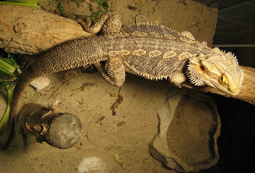 20 Best Photos Wann Sind Bartagamen Ausgewachsen Streifenkopfige Bartagame Wikipedia yasmin