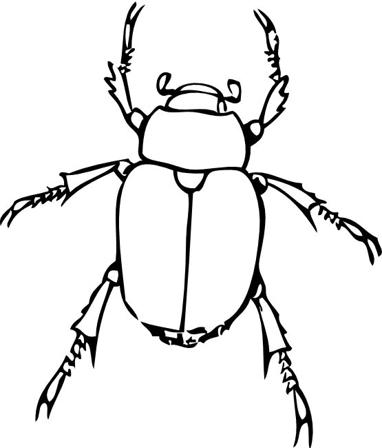 Käfer Malvorlage