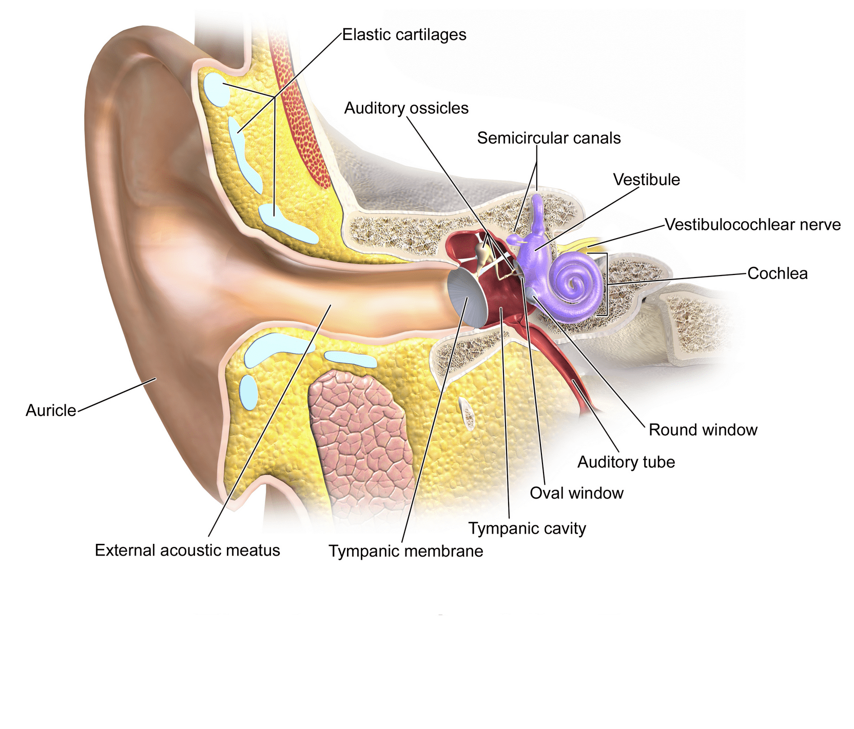Meniere’s Disease Part 2 The Aha Moment Kind Over Matter