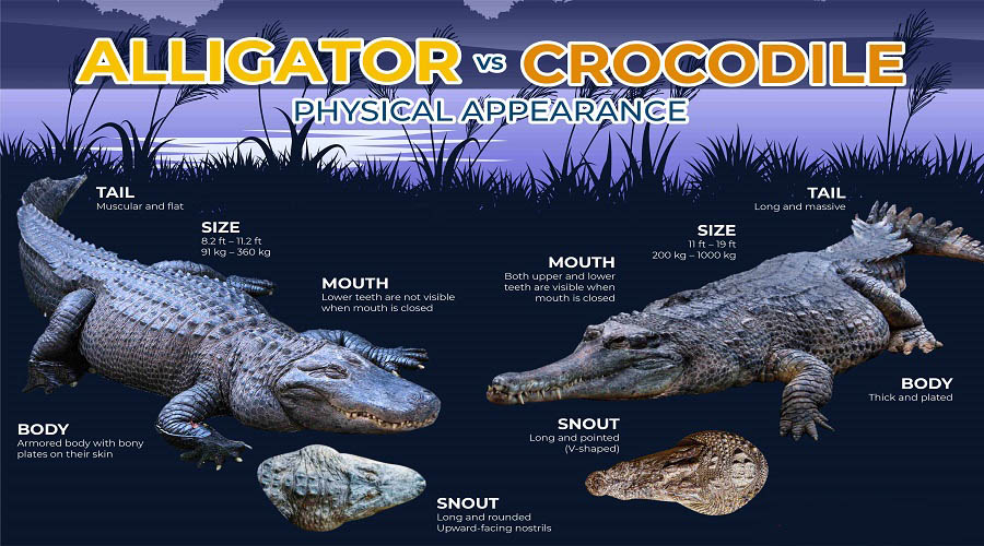 What's the difference between an alligator and a crocodile? Kinds of(04)