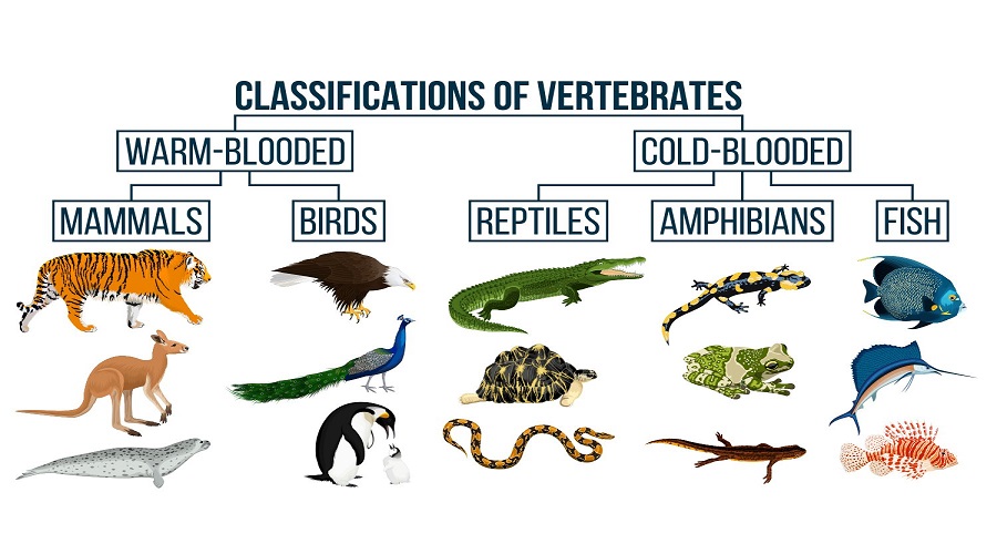 Lassification of animals vertebrates and invertebrates Kinds of animals
