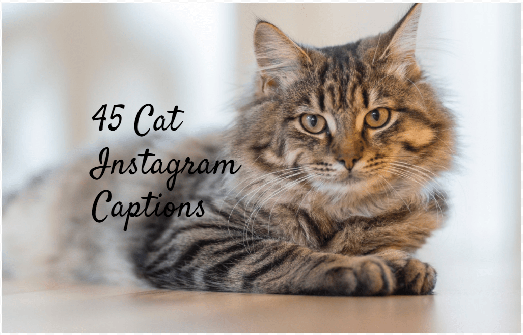 100 Cat Captions for Instagram Meow Healthy Tips