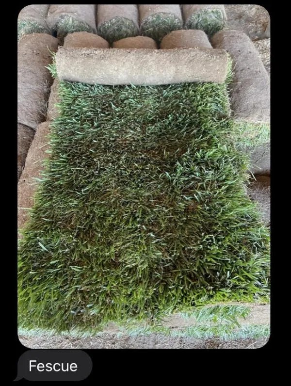 Types of Sod we offer... Kingsod
