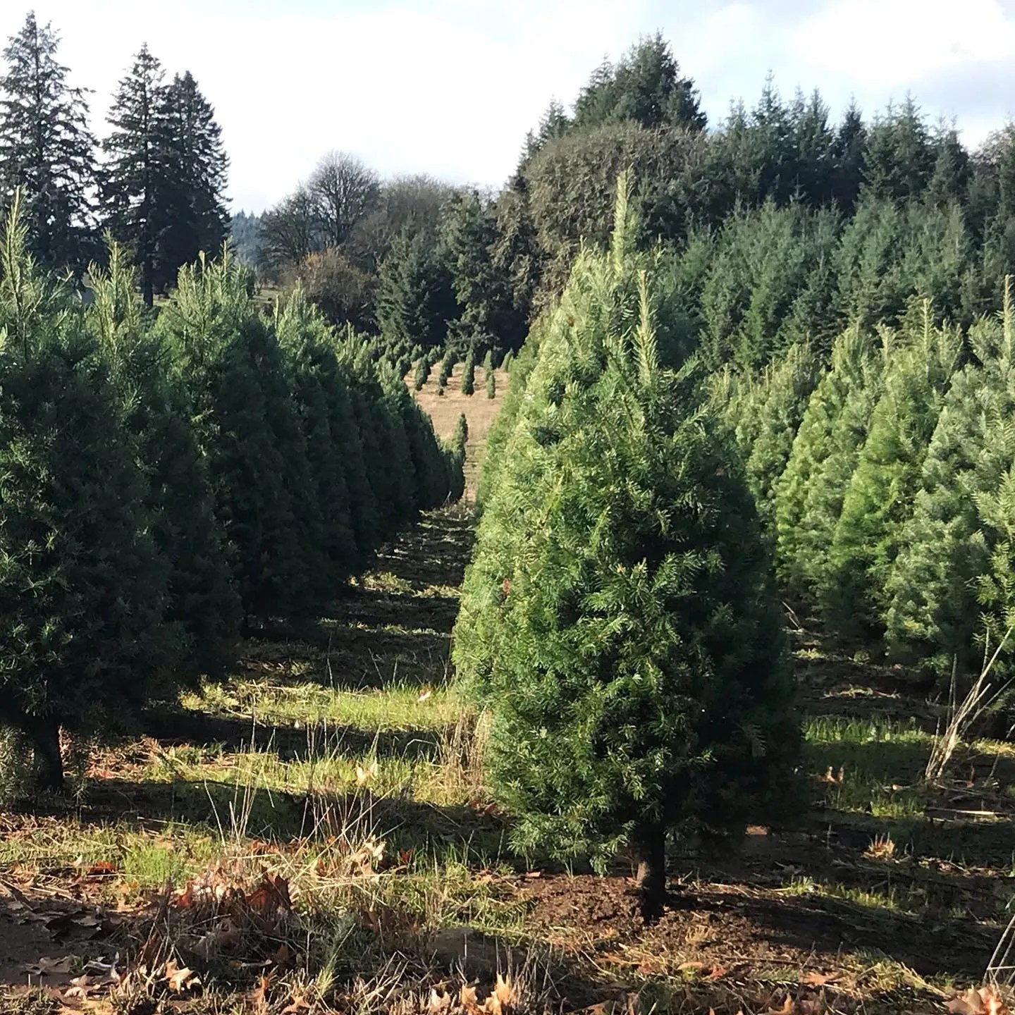 Order Christmas Trees Kingsod