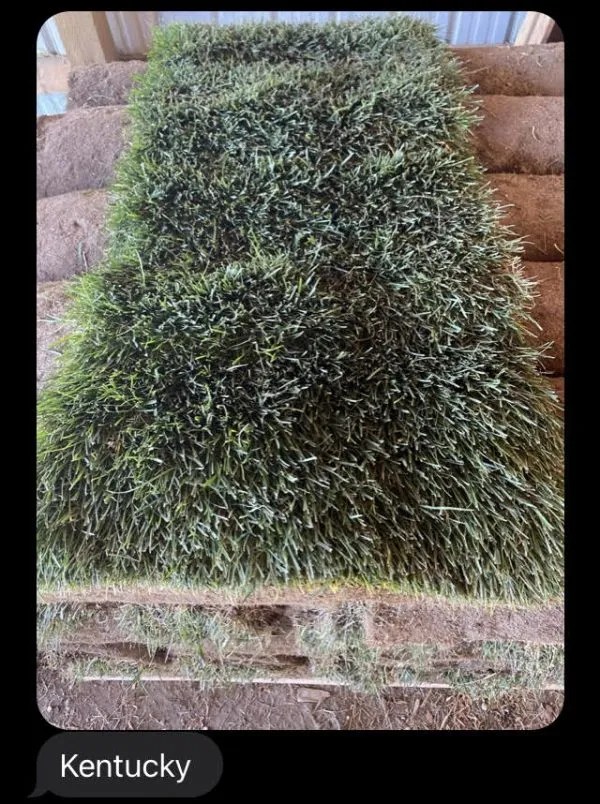 Types of Sod we offer... Kingsod