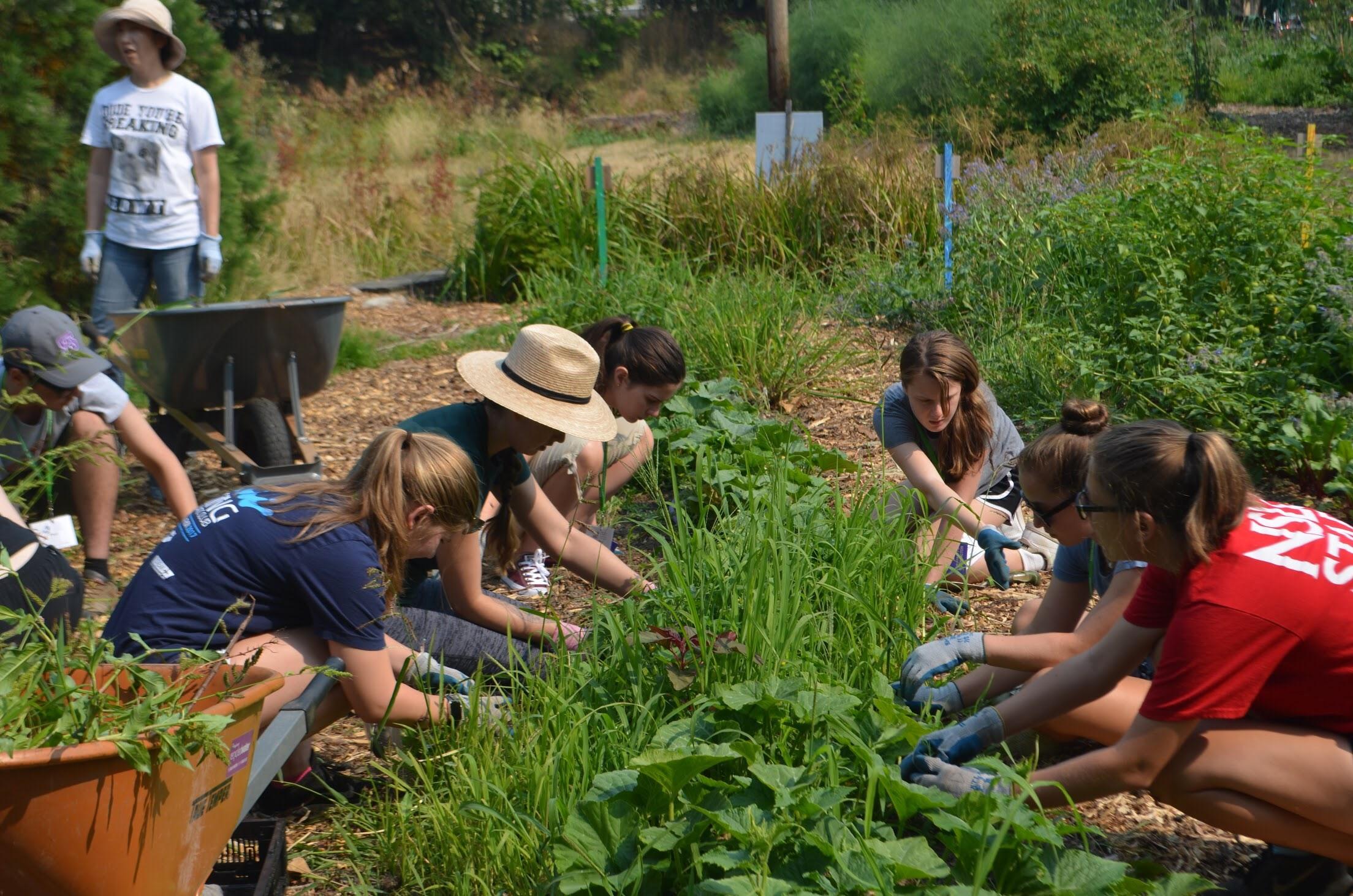 Volunteer KCD & CitySoil Farm Work and Learn Party King Conservation