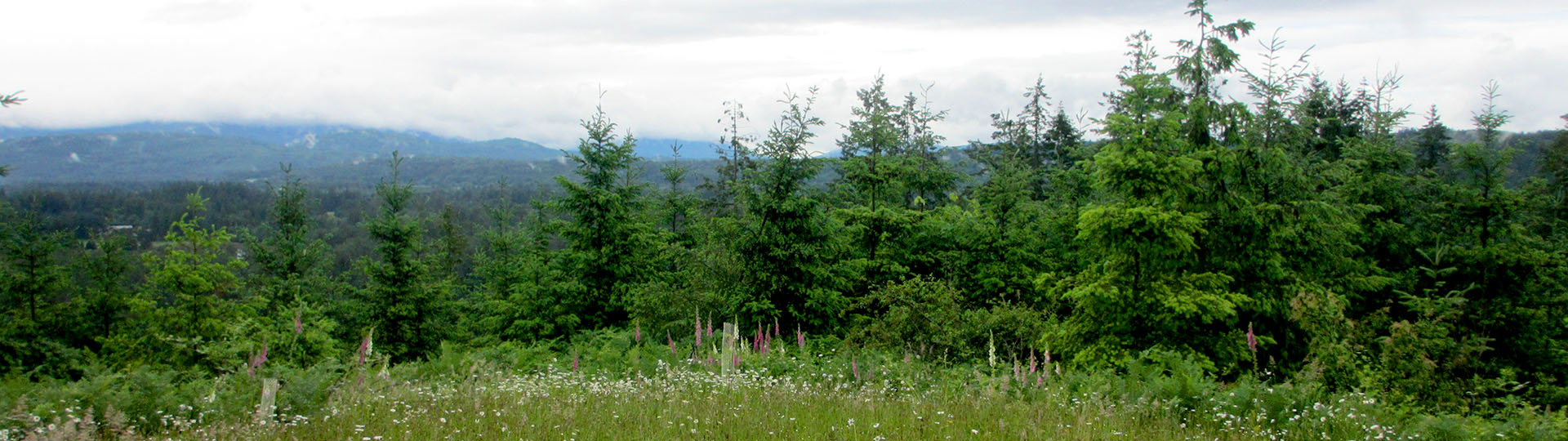 Rural Forests King Conservation District