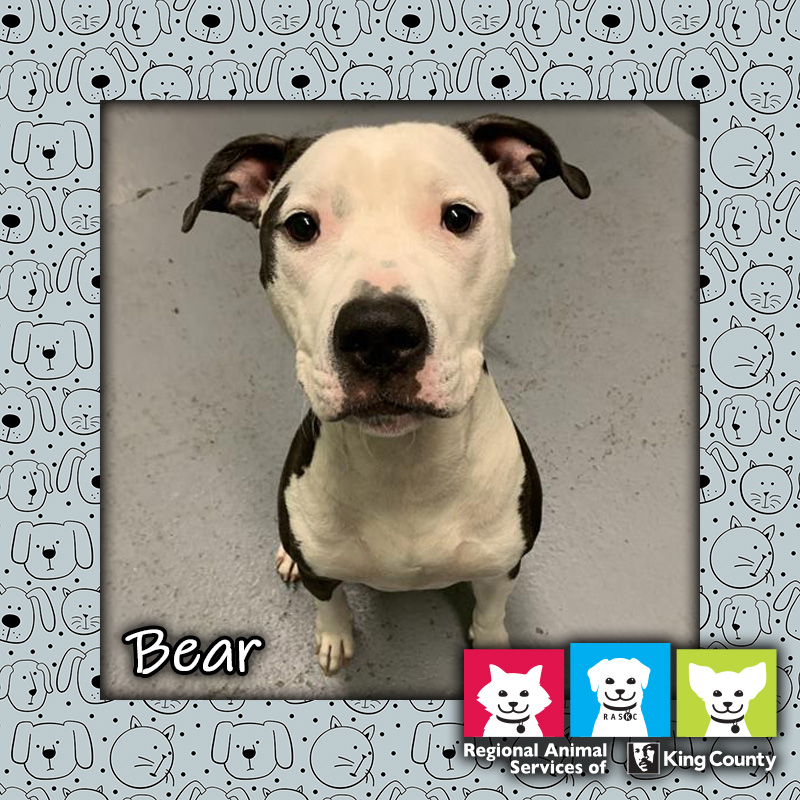 Pet of the Week Bear Tails from RASKC