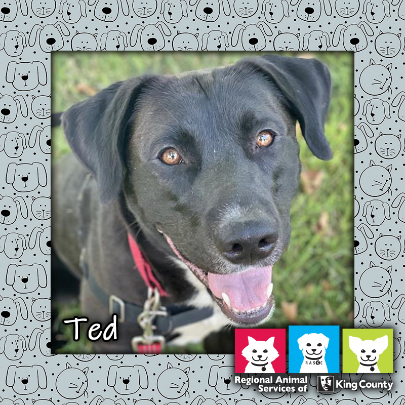 Pet of the Week Ted Tails from RASKC