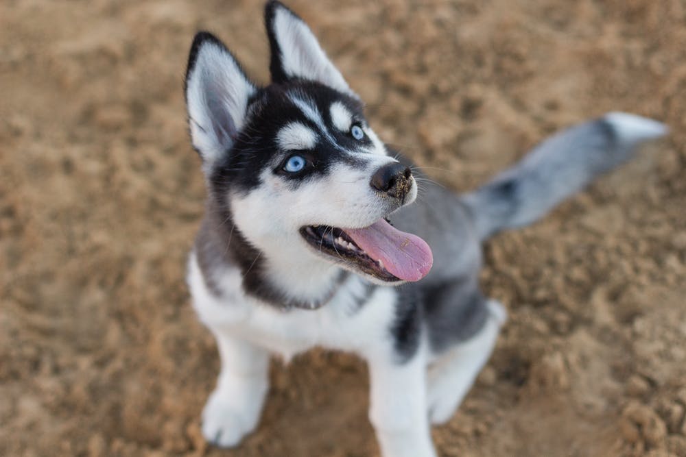 Interesting History about Siberian Huskies Siberian Husky Puppies