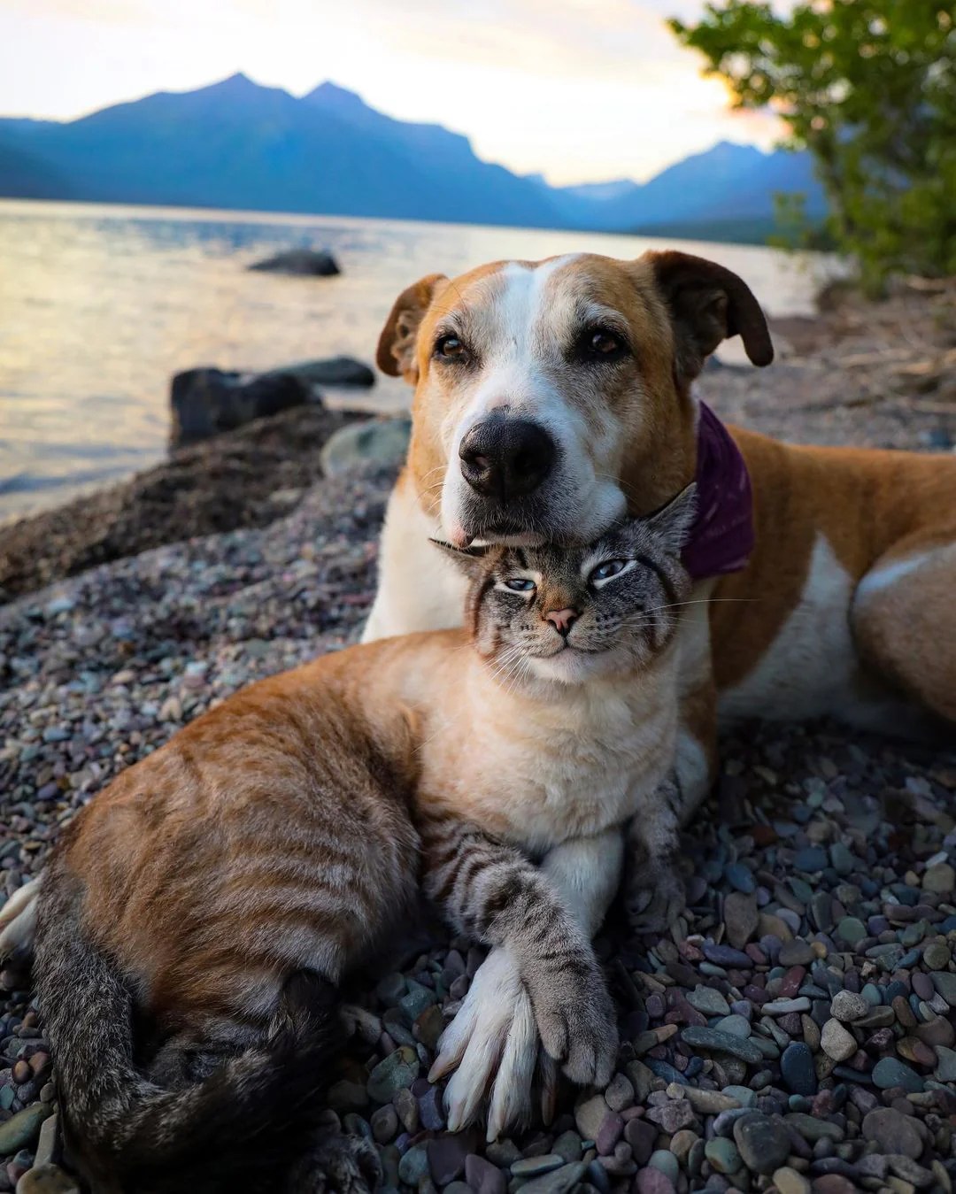 Henry the Dog, of Traveling Pet Duo Henry + Baloo, Is Battling Cancer