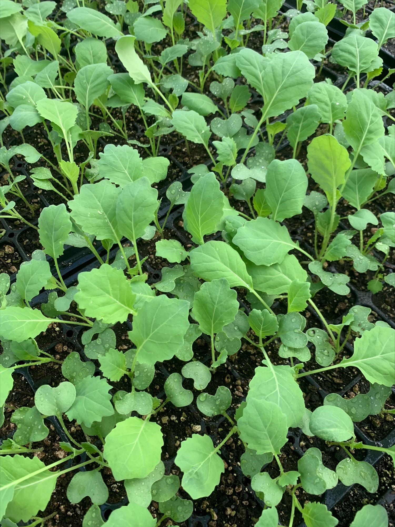 Recipe from the King Estate Garden and Kitchen Collard Greens King