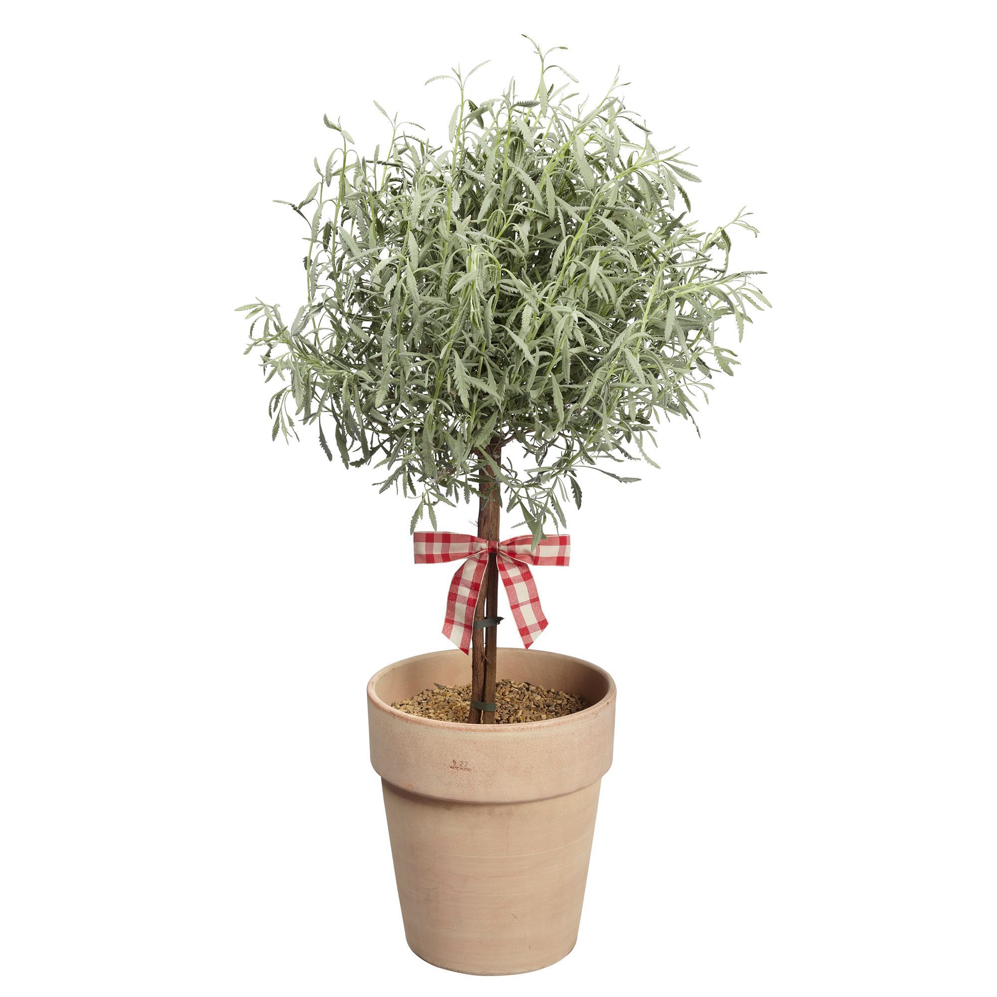 B&Q Terracotta Potted Lavender Plant Departments DIY at B&Q