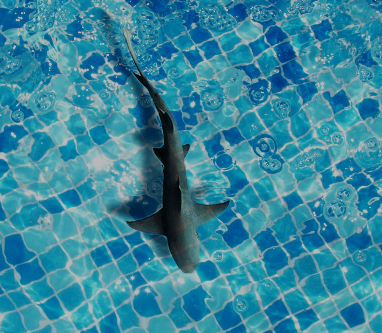 Pool Construction, Renovation & Service Gretna, LA New Orleans And