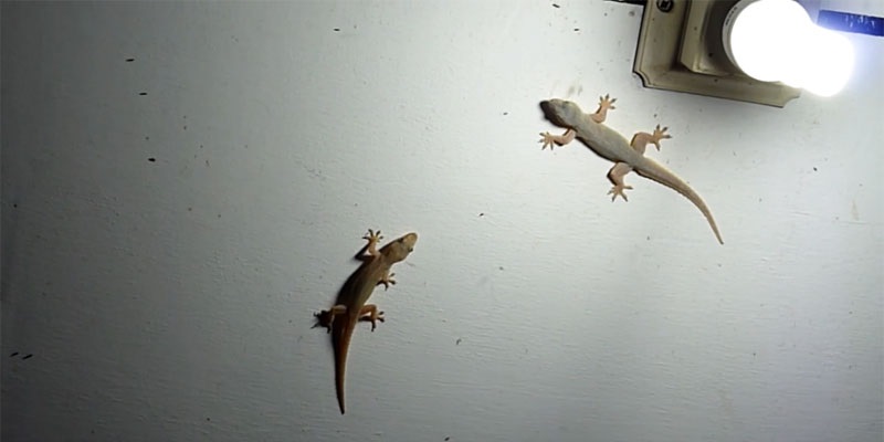 How to get rid of gecko at home King Homes
