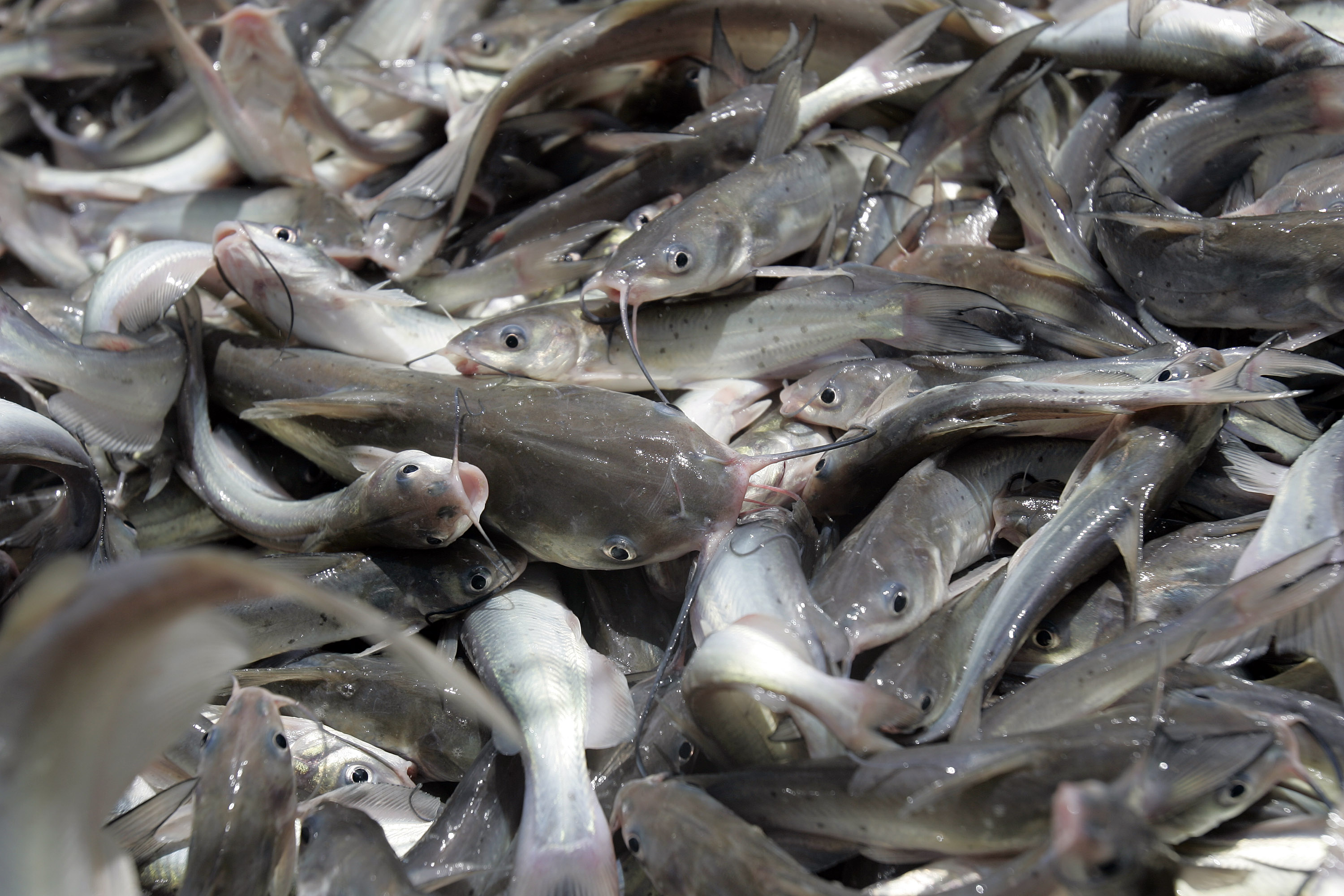 Vietnam qualified to export catfish to the US KING KONG IMPORT EXPORT