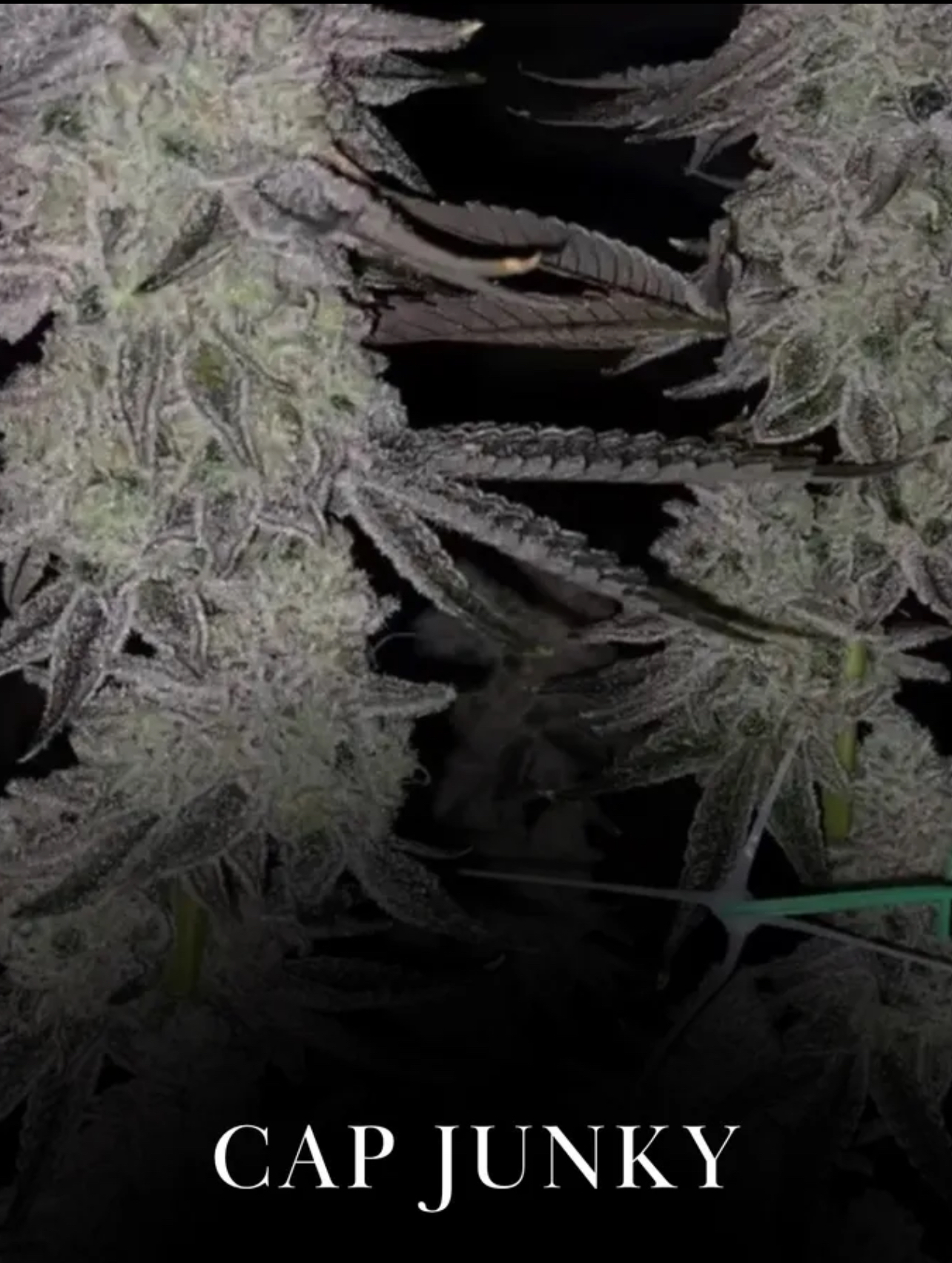 Cap Junky King Kong Clones