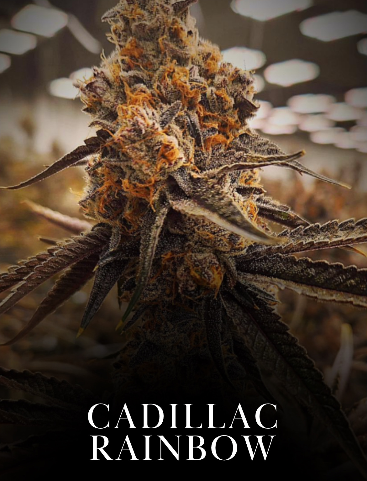 Cadillac Rainbow King Kong Clones