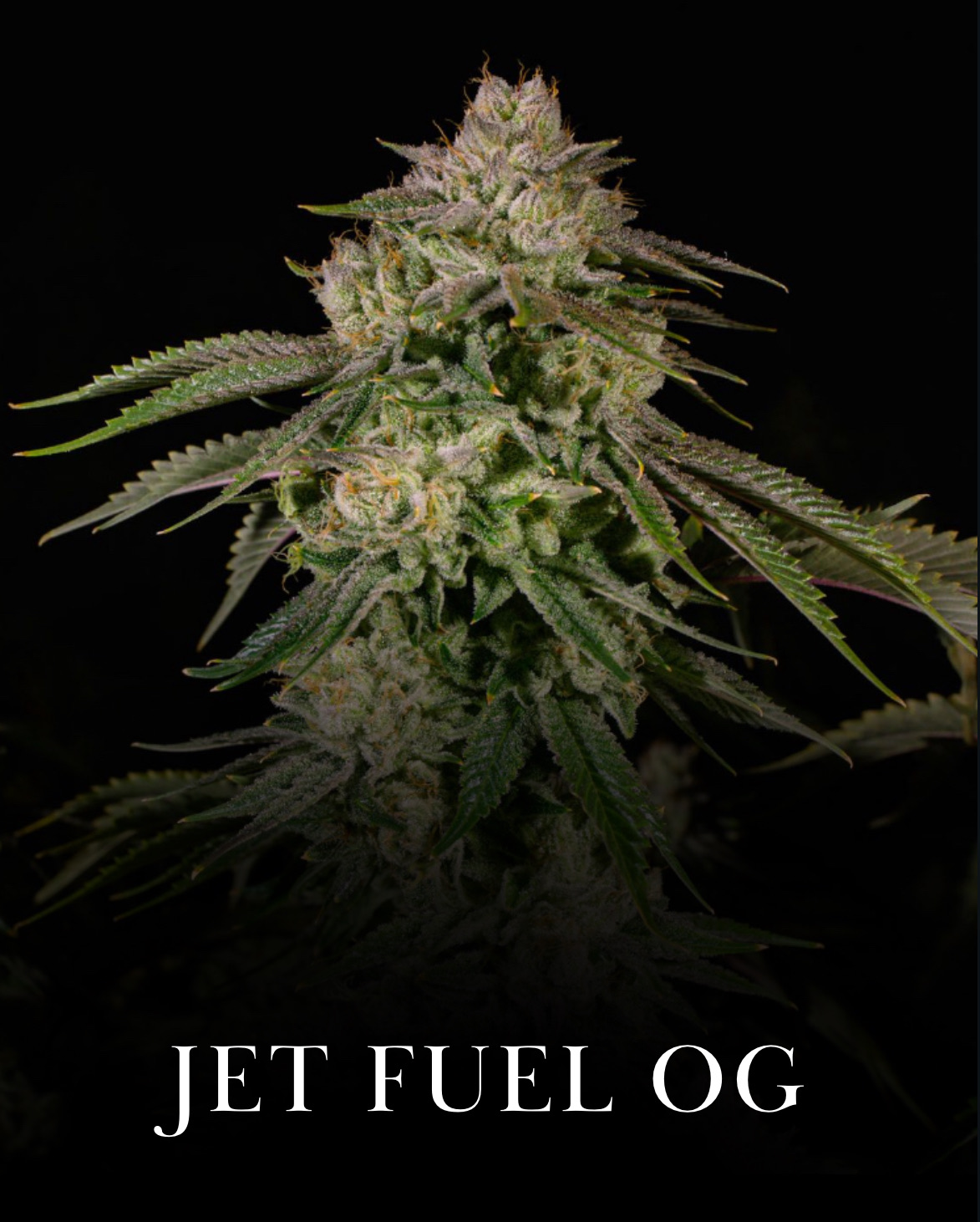 Jet Fuel OG aka Jet Fuel G6 King Kong Clones