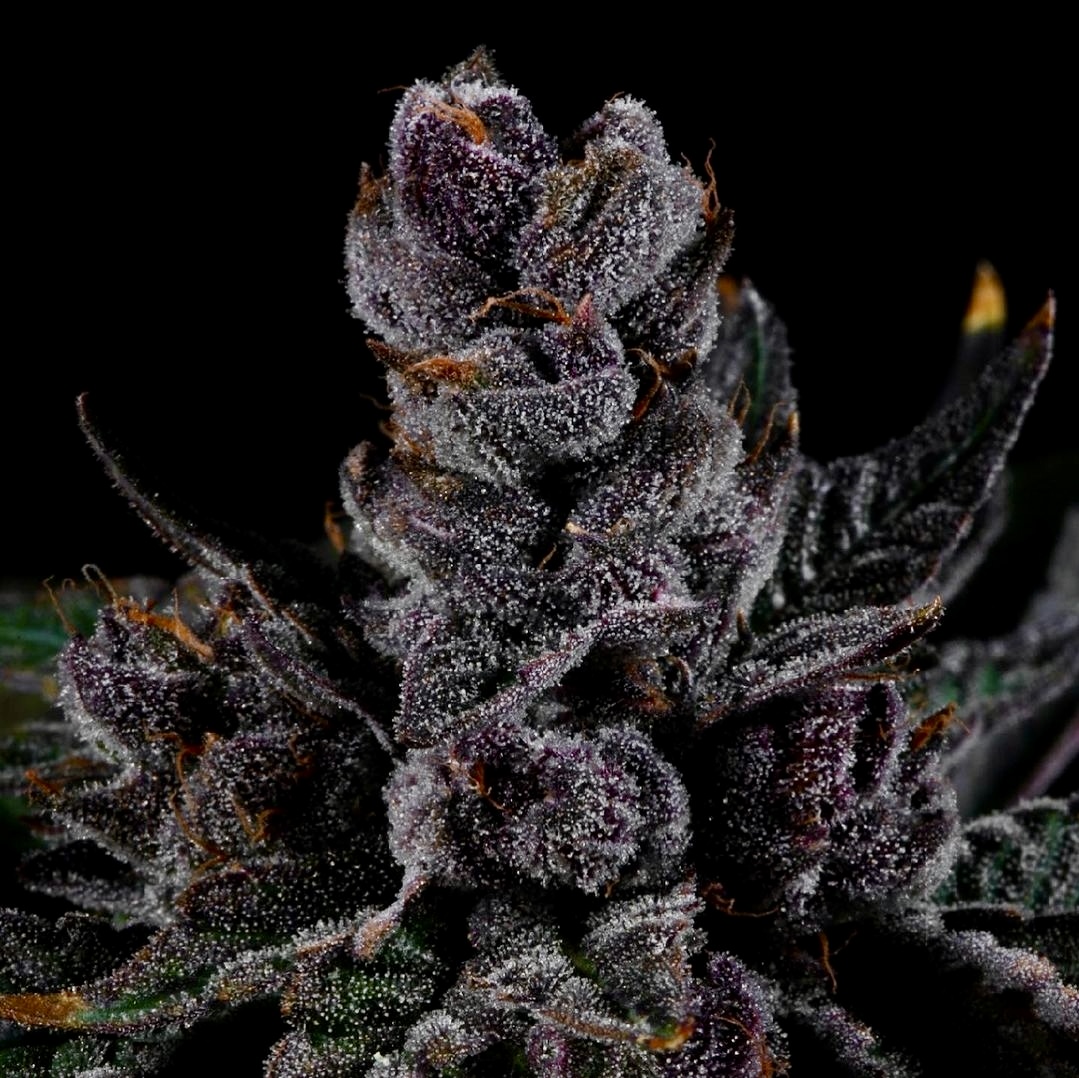 Otter Popz King Kong Clones