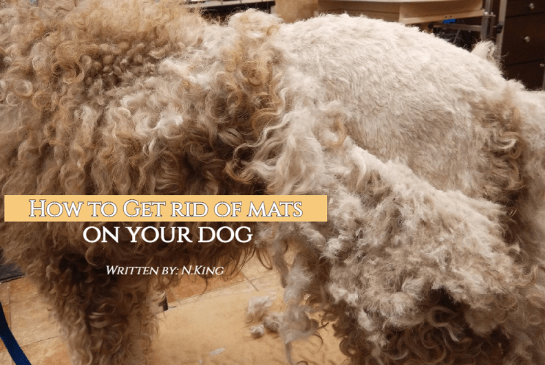 Get rid of Mats on your Dog easily (Groomer shows how) Groomer King