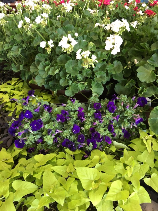 Flowers Lubbock King Nursery Lubbock, TX