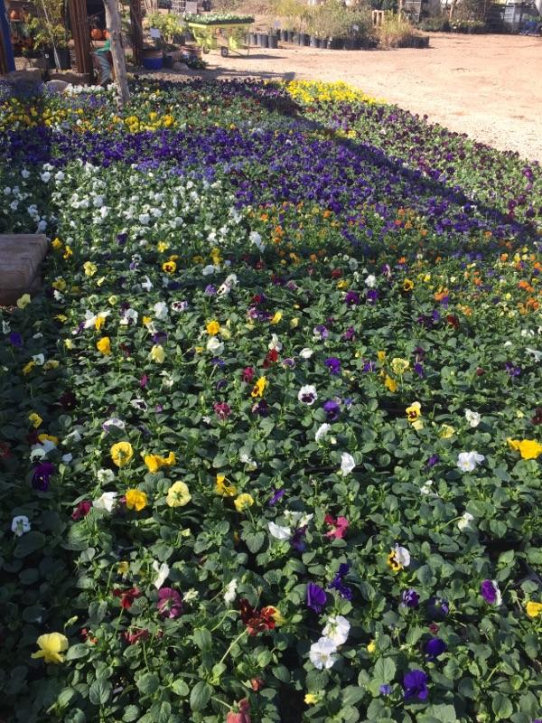 Flowers Lubbock King Nursery Lubbock, TX