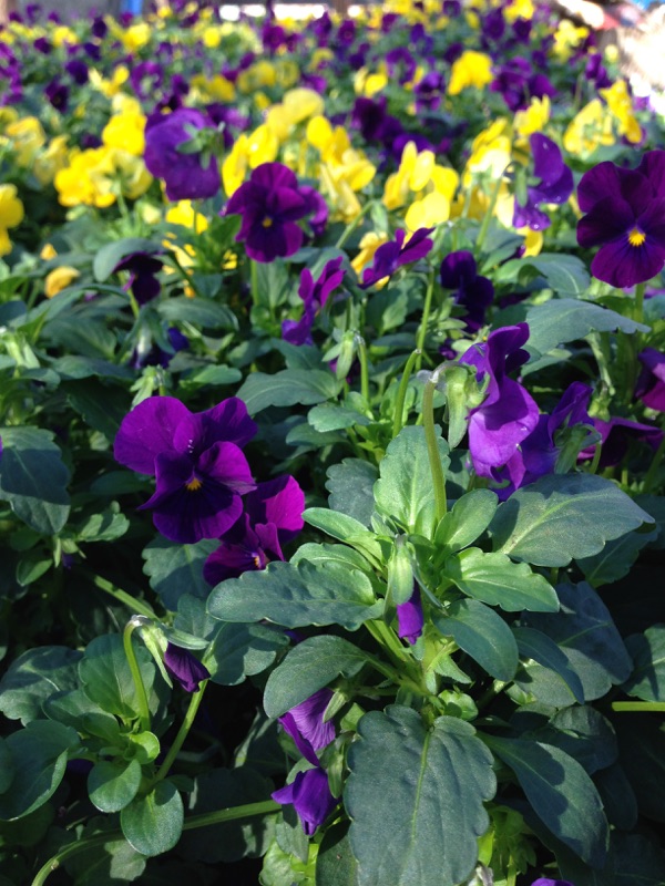 Flowers Lubbock King Nursery Lubbock, TX