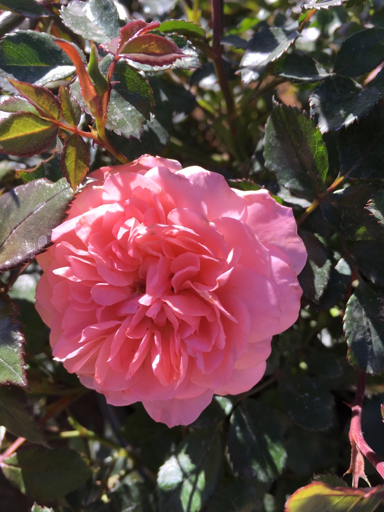 Flowers Lubbock King Nursery Lubbock, TX