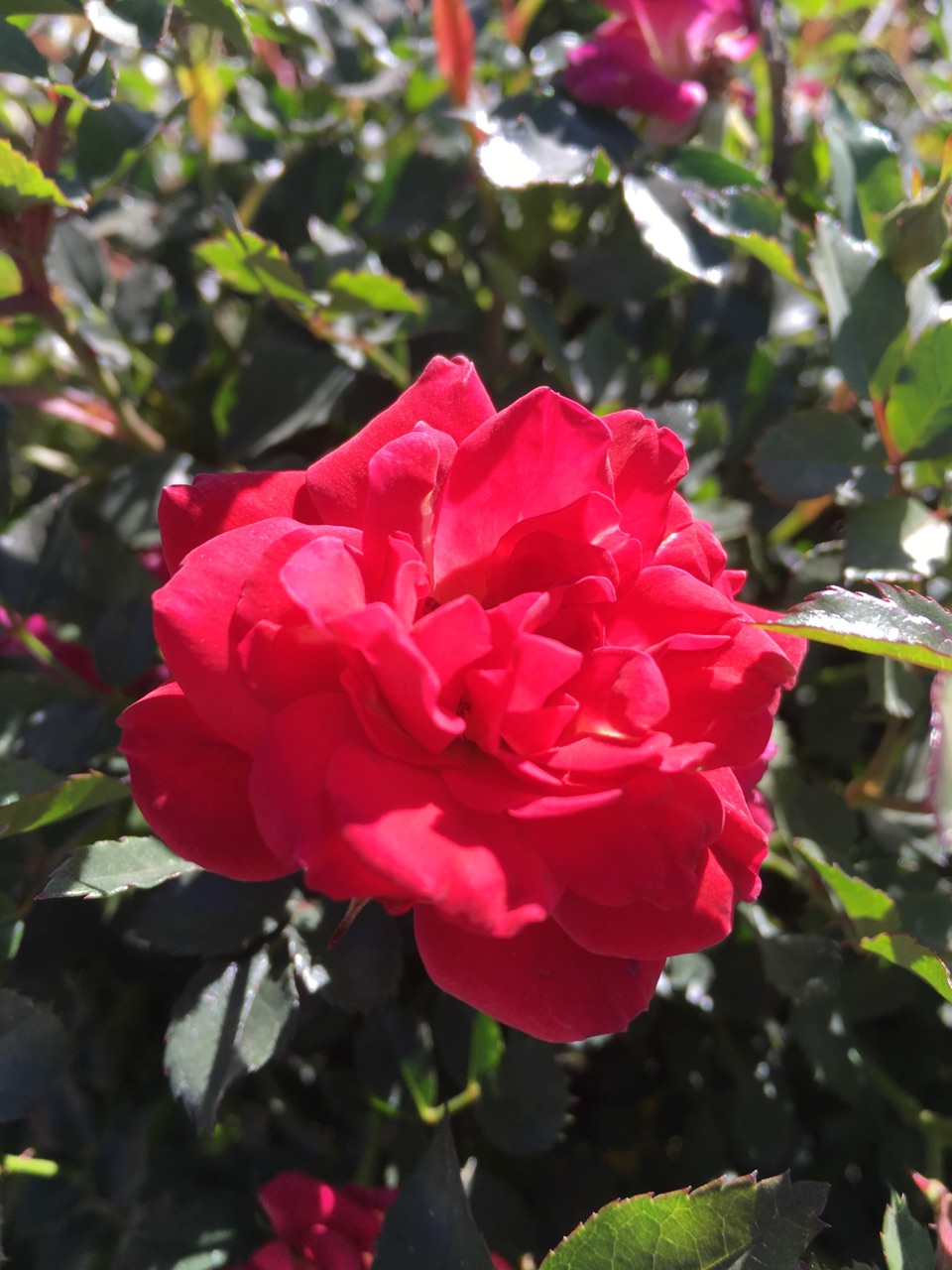 Flowers Lubbock King Nursery Lubbock, TX
