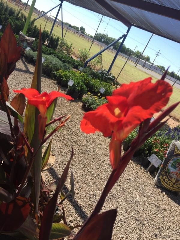 Flowers Lubbock King Nursery Lubbock, TX