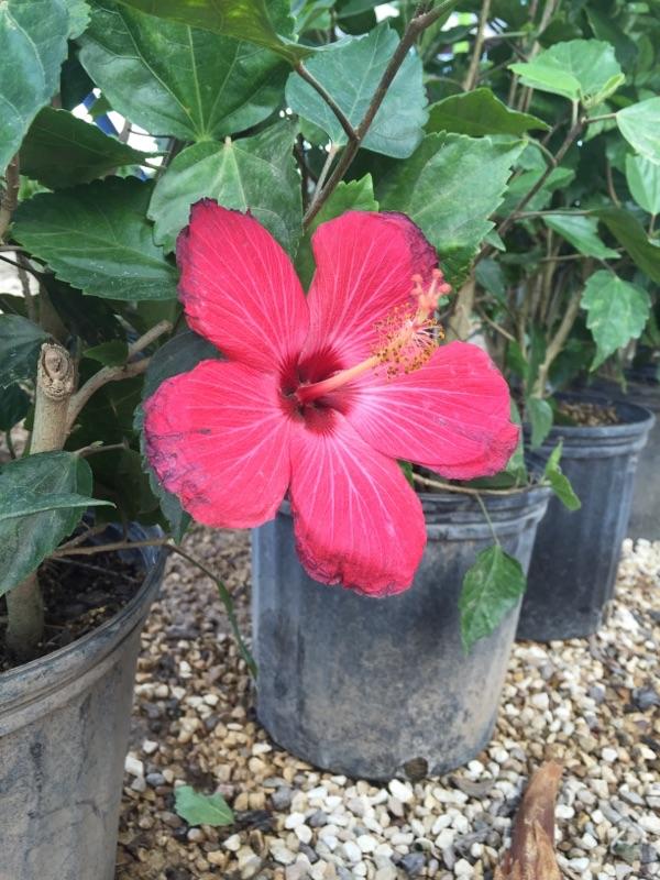 Flowers Lubbock King Nursery Lubbock, TX