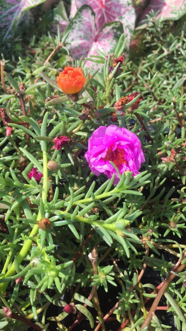 Flowers Lubbock King Nursery Lubbock, TX