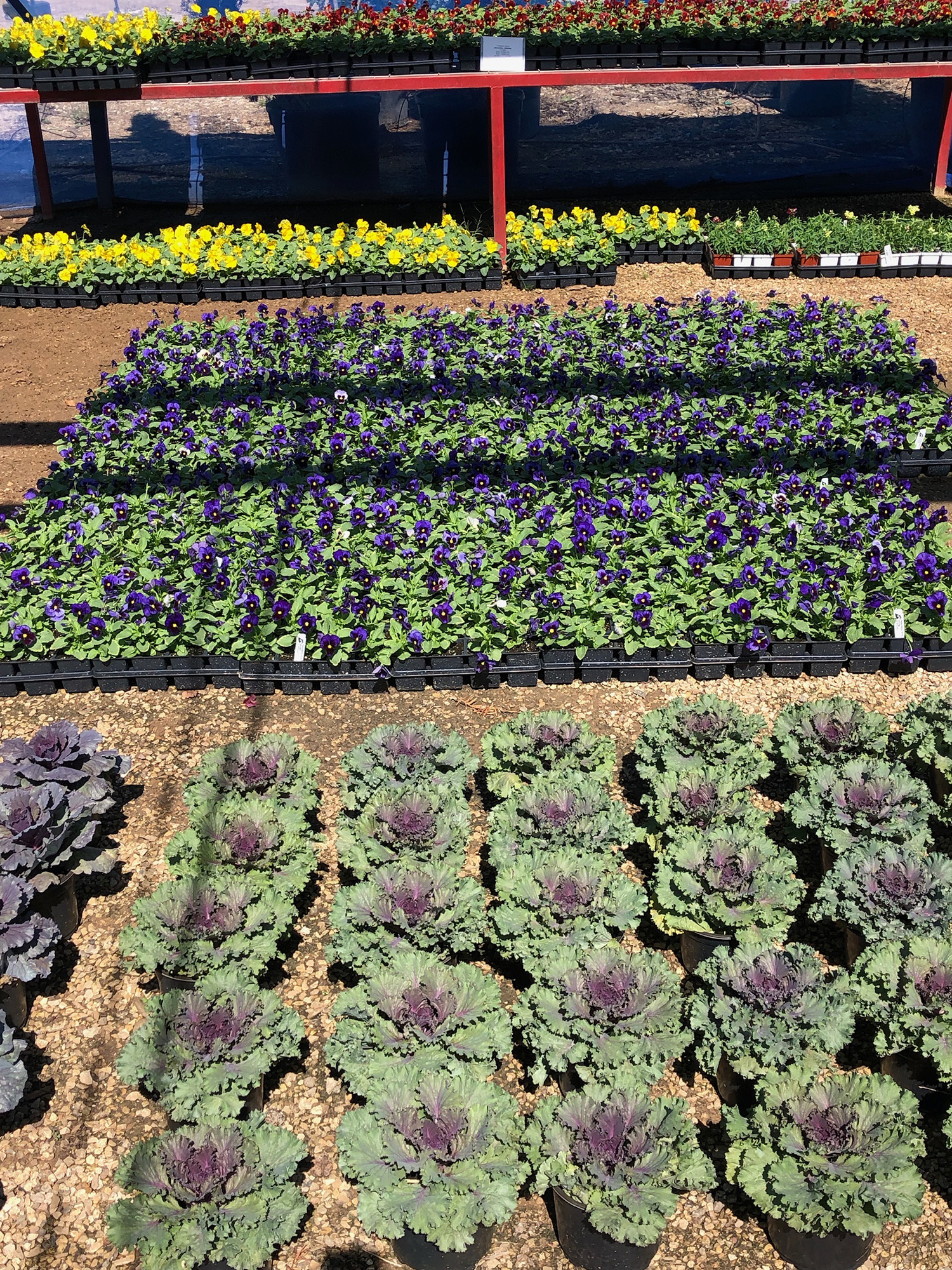 Annuals King Nursery Lubbock, TX