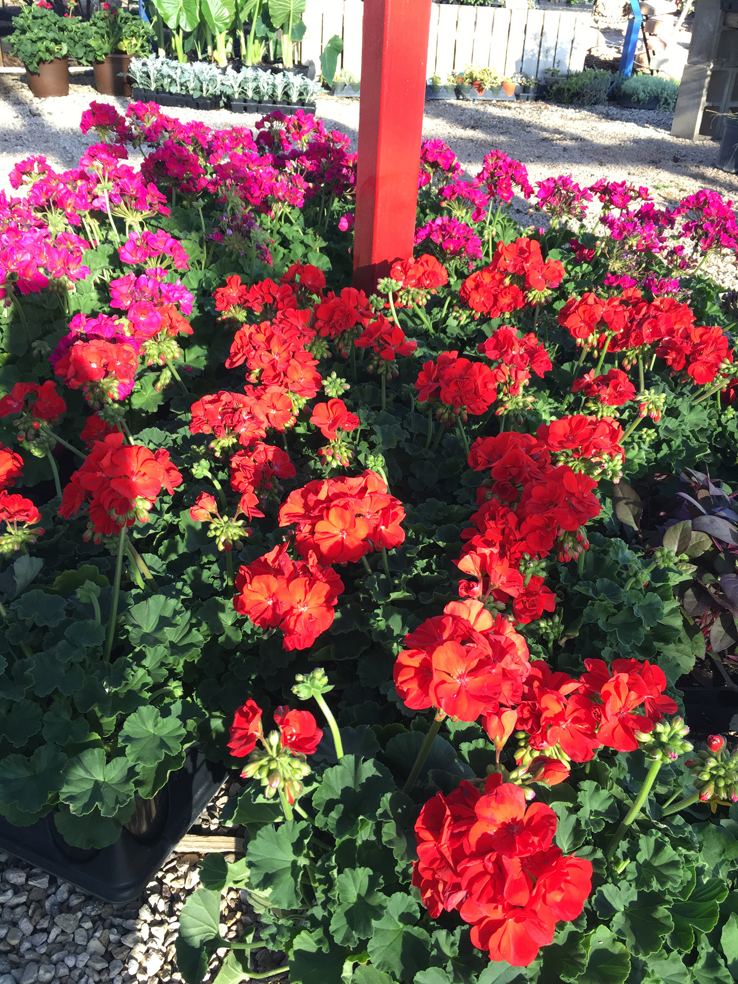 Geranium King Nursery Lubbock, TX