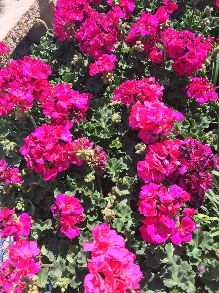 Geranium King Nursery Lubbock, TX