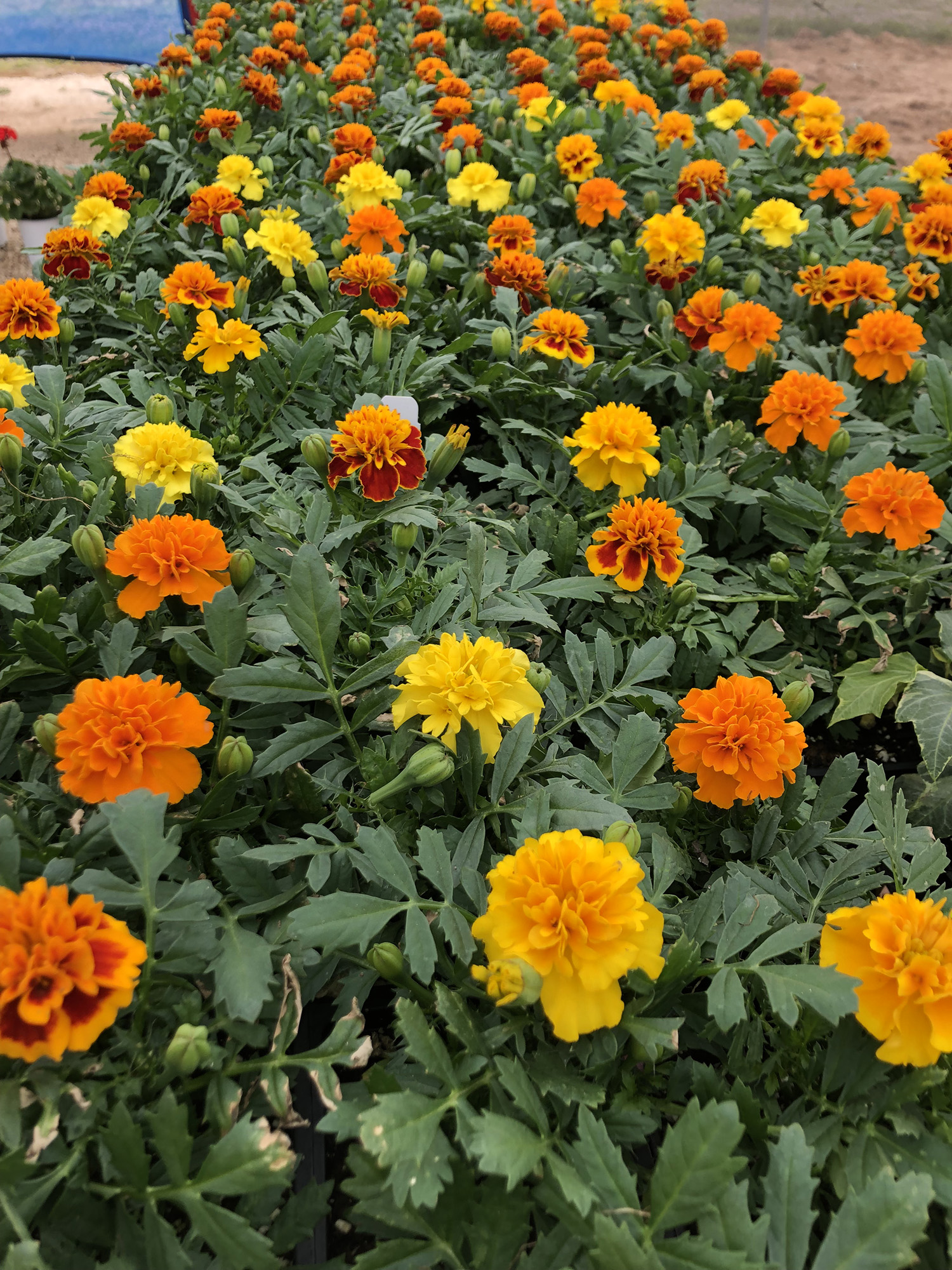 Marigold King Nursery Lubbock, TX